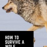survive-wolf-attack