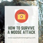 moose-attack