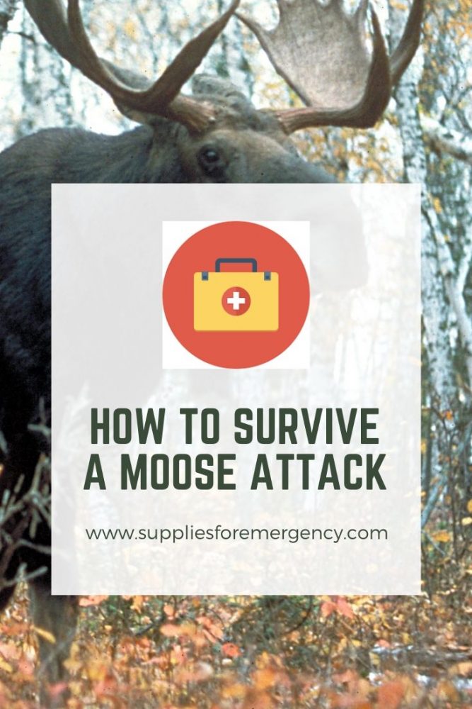 Moose Attack: How to Survive It | Tips for Avoiding Moose Attacks